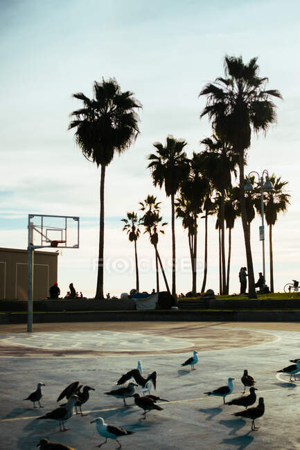 Gaivotas no parque infantil com quadra de basquete no dia ensolarado — Fotografia de Stock