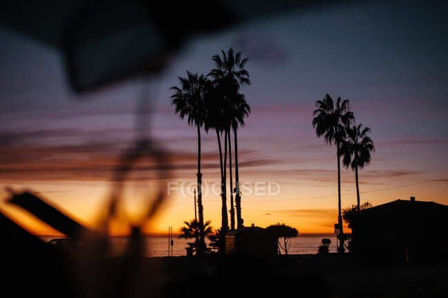 Silueta oscura de palmera delgada elevándose al cielo nublado en una cálida luz de puesta de sol en la playa de Venecia, EE.UU. - foto de stock