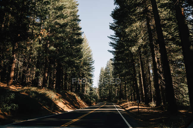 Estrada marcada andando ao longo da floresta sempre verde — Fotografia de Stock