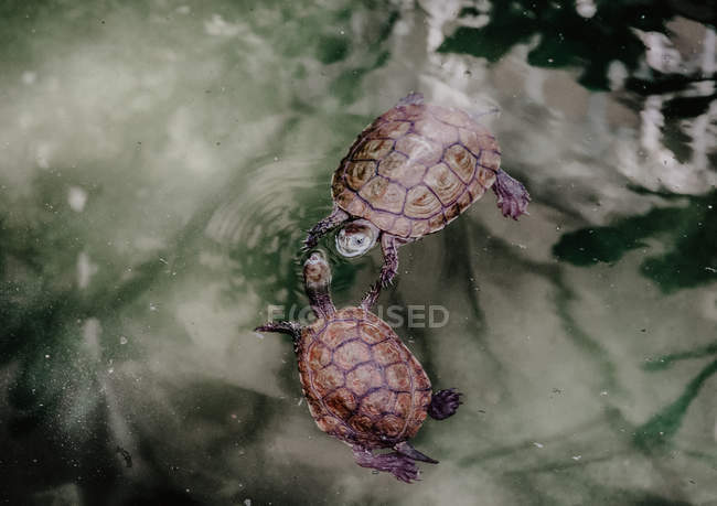 Сверху две черепахи купаются в чистой воде спокойного озера на природе — стоковое фото