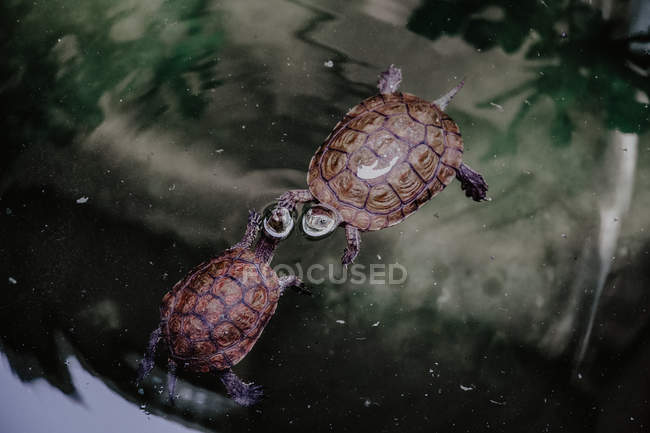 From above of two turtles swimming in clean water of calm lake in nature — Stock Photo