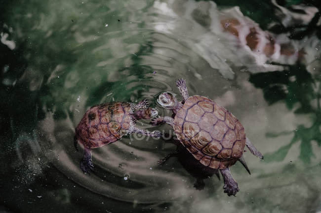 Vista de ángulo alto de dos tortugas nadando en agua limpia de lago tranquilo en la naturaleza - foto de stock