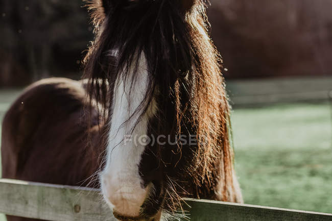 Cavalo doméstico com crina longa em pé atrás da cerca em paddock no dia ensolarado no rancho, close-up — Fotografia de Stock