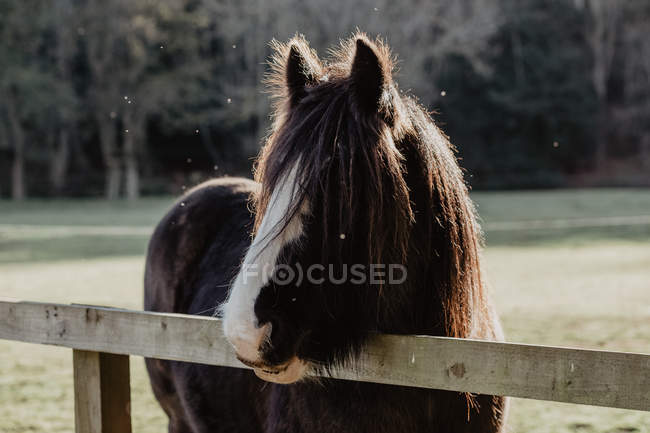 Domestic brown horse standing behind fence in paddock on rural ranch — Stock Photo