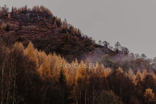 Colinas con niebla y bosque otoñal con árboles coloridos de otoño en el día nublado - foto de stock