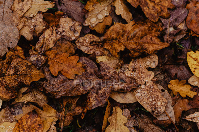 Крупный план опавших листьев с капельками воды после дождя в осеннем лесу — стоковое фото