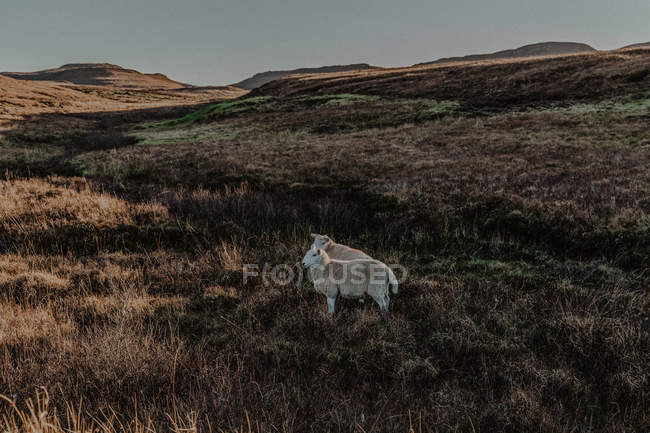 Ovelhas em pé no campo contra montanhas — Fotografia de Stock