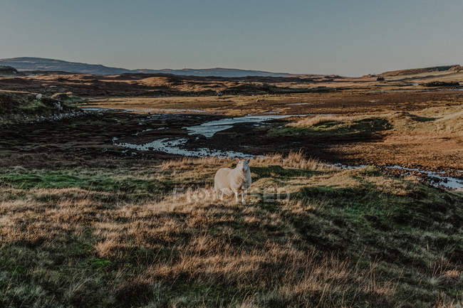 Moutons debout dans la campagne prairie herbeuse contre les montagnes — Photo de stock