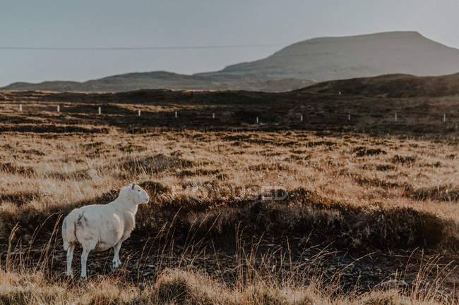 Вид сзади спокойной белой овцы, стоящей в сельской местности на фоне гор на рассвете — стоковое фото