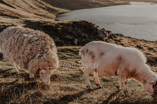 Pecora pascolo su erba in campagna contro le montagne vicino a piccolo lago — Foto stock