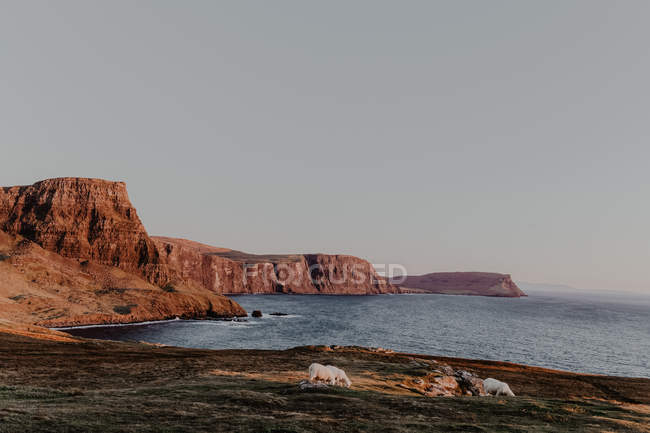 Pecore al pascolo vicino a scogliere costiere e faro di Neist Point vicino al mare contro il cielo blu chiaro durante il giorno soleggiato, Scozia — Foto stock