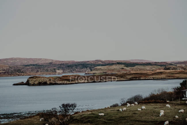 Спокойный пейзаж прозрачной реки горной долины и выпаса белых овец на берегу — стоковое фото
