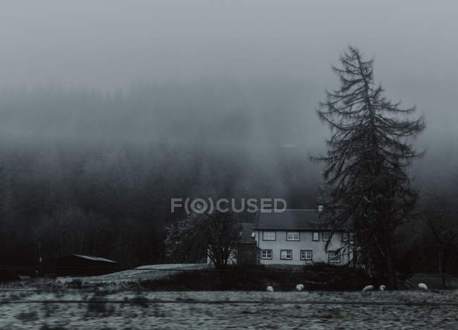 Захватывающий дух пейзаж высокой ели рядом с белым домом с окнами и черной крышей на краю темного леса в туманное время суток — стоковое фото