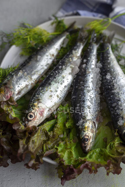 From above prepared savory mackerel served on leaves of salad with pieces of sea salt on plate on white background — Stock Photo