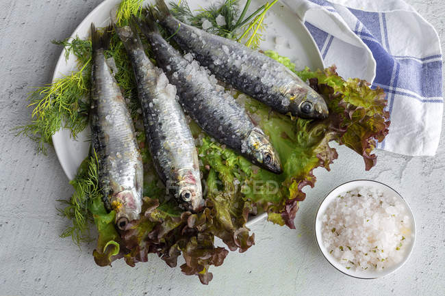 From above prepared savory mackerel served on leaves of salad with pieces of sea salt on plate on white background — Stock Photo