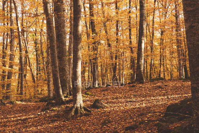 Paysage magique de feuillage automnal doré des arbres dans la forêt — Photo de stock