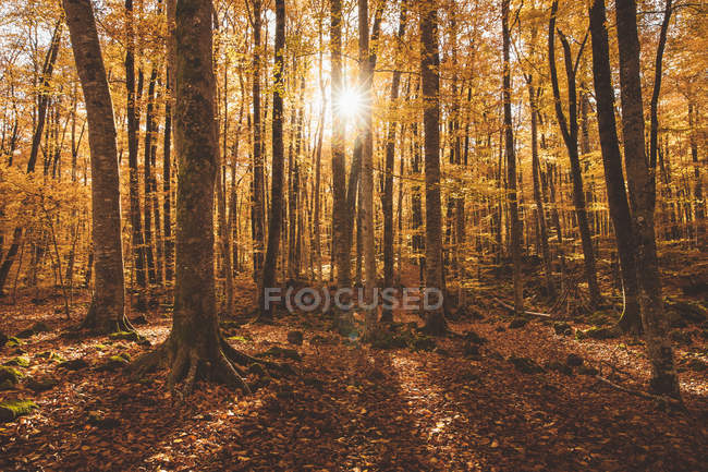 Волшебный пейзаж золотой осенней листвы деревьев в лесу — стоковое фото