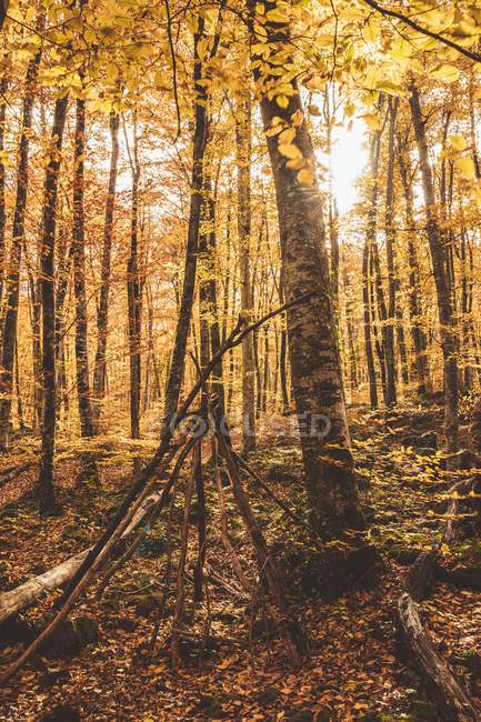Paisaje mágico de follaje otoñal dorado de árboles en el bosque - foto de stock