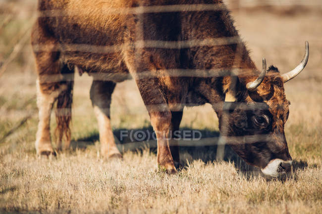 Bela vaca marrom pastando atrás da cerca de arame no pasto no verão — Fotografia de Stock