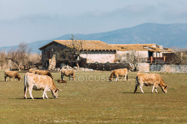 Scenery of grazing domestic cattle on green pasture at farm in summertime — Stock Photo