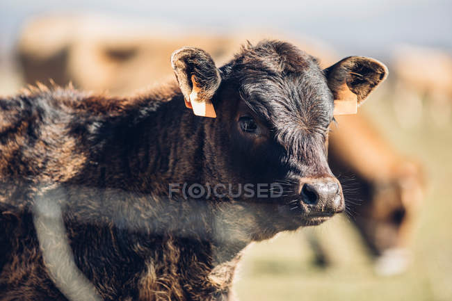 Close-up portrait of domestic calf with ear tags on pasture — Stock Photo
