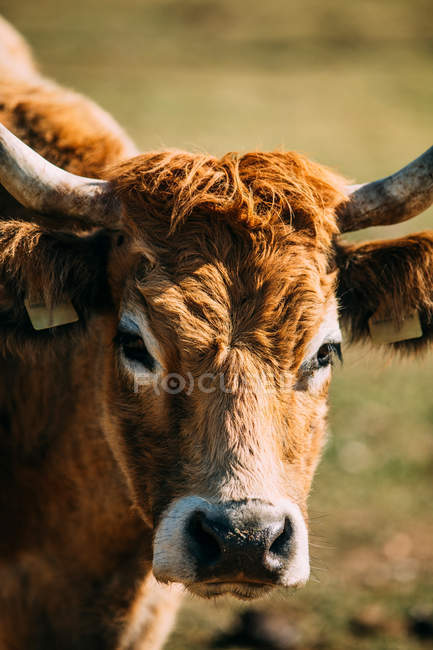 Close-up portrait of domestic cow with ear tags looking in camera on pasture — Stock Photo