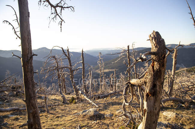 Arbres secs avec des racines collantes dans la vallée de montagne par temps ensoleillé — Photo de stock