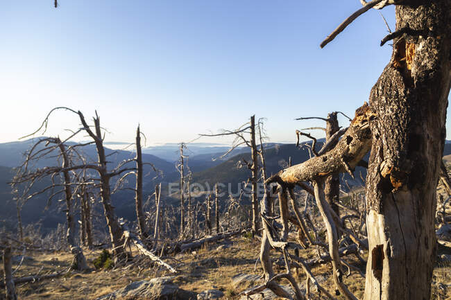 Trockene Bäume mit klebenden Wurzeln im Gebirgstal an sonnigen Tagen — Stockfoto