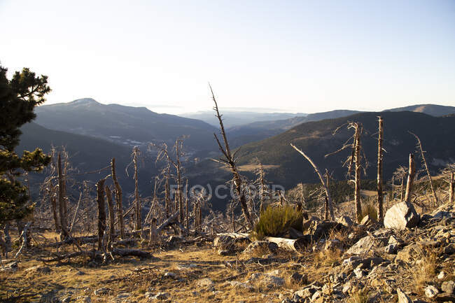 Árboles secos con raíces pegajosas en el valle de la montaña en un día soleado - foto de stock