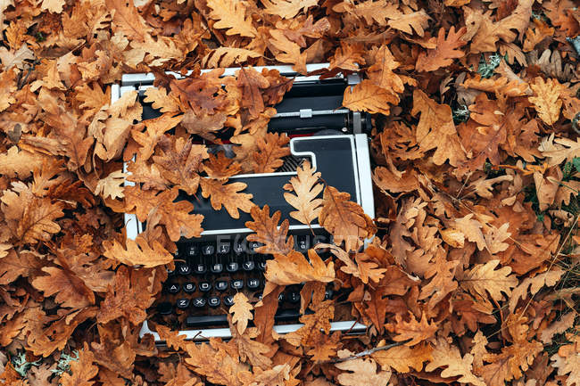 Высокий угол обзора винтажной пишущей машинки на земле, покрытой дубовыми листьями осенью — стоковое фото