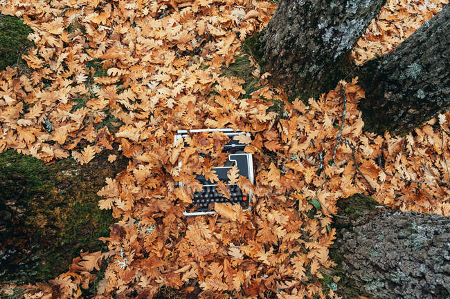 Vista de ángulo alto de la máquina de escribir vintage en el suelo cubierto de hojas de roble en otoño - foto de stock