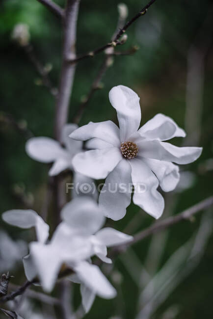White magnolia flower with large petals — Stock Photo
