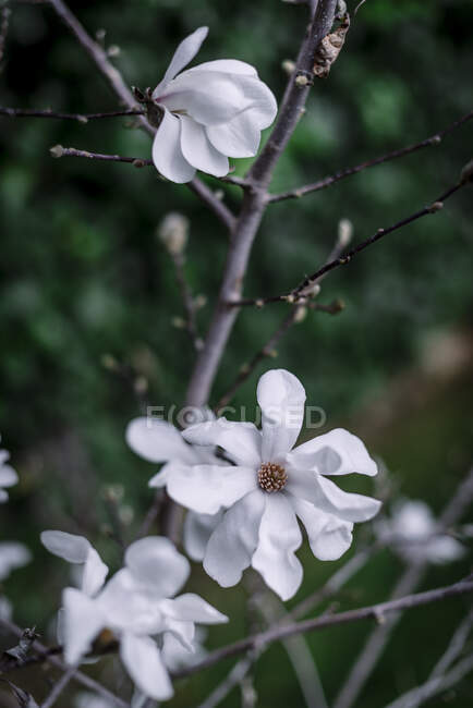 Weiße Magnolienblüte mit großen Blütenblättern — Stockfoto