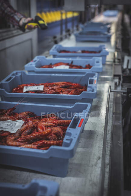 Box with fresh shrimps on steel table — Stock Photo