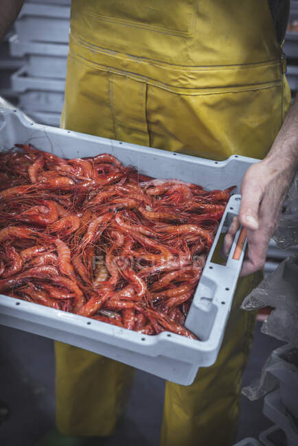 Travailleur sans visage avec crevettes rouges dans la stalle du marché — Photo de stock