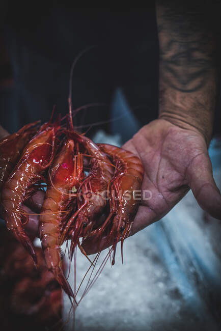 Faceless worker showing red shrimps — Stock Photo