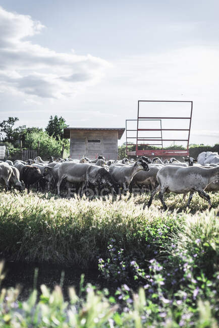 Troupeau de moutons dans la prairie — Photo de stock