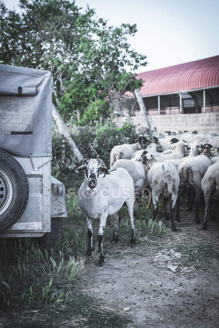 Troupeau de moutons dans la rue — Photo de stock