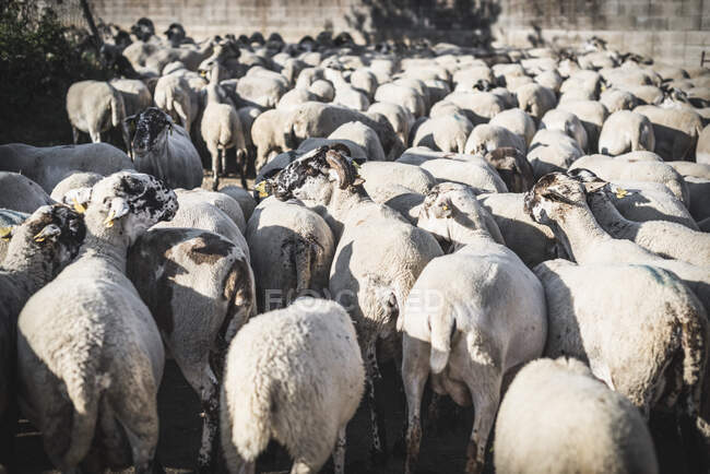 Стадо овец на лугу — стоковое фото