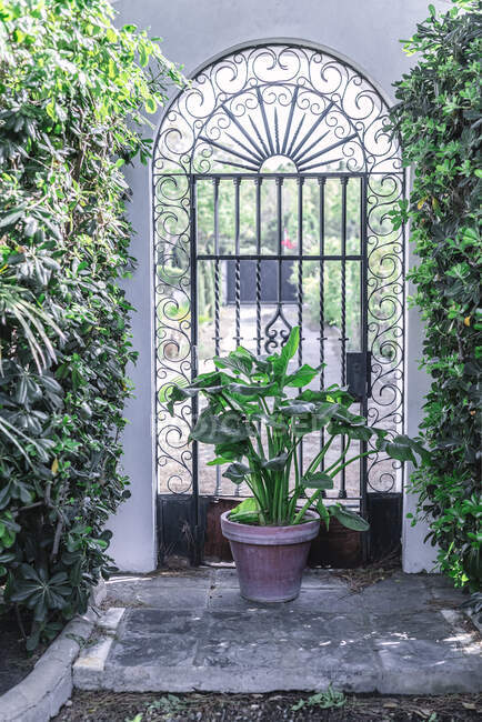 Горшечное растение возле двери в саду — стоковое фото