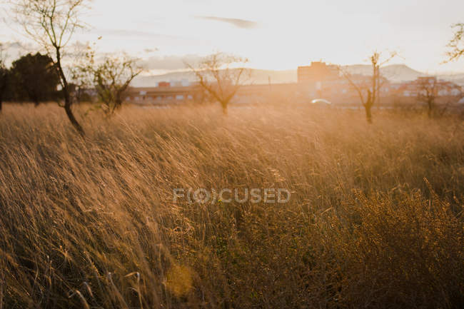 Meadow on sunny day — Stock Photo