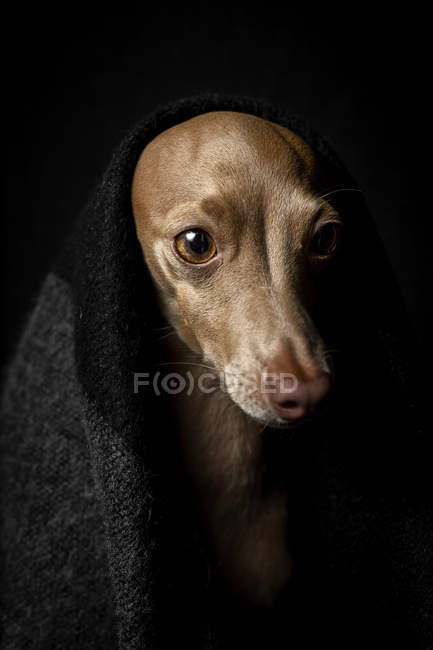Primer plano del perro galgo italiano disfrazado de traje sobre fondo oscuro, plano de estudio . - foto de stock