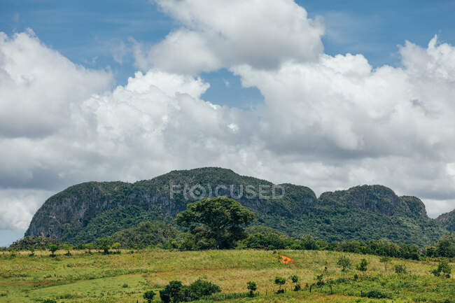 Grama verde entre plantas tropicais com céu azul bonito e nuvens brancas no fundo em tempo ensolarado em Cuba — Fotografia de Stock