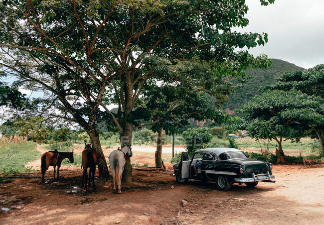 Elegante coche negro vintage cerca de caballos bajo un gran árbol verde en el camino arenoso entre las plantas en Cuba - foto de stock