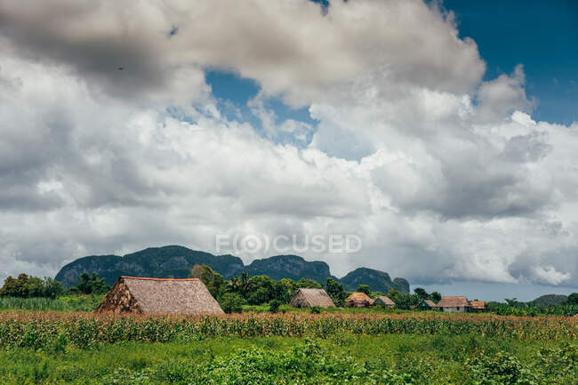 Techos de casas entre hierba verde y árboles con cielo azul y grandes nubes blancas sobre fondo en Cuba - foto de stock