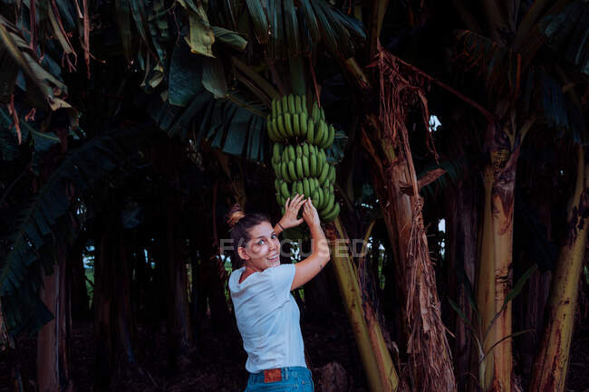 Visão traseira da jovem mulher satisfeita em férias em desgaste casual sorrindo e olhando para a câmera ao alcançar bananas verdes na árvore em Cuba — Fotografia de Stock