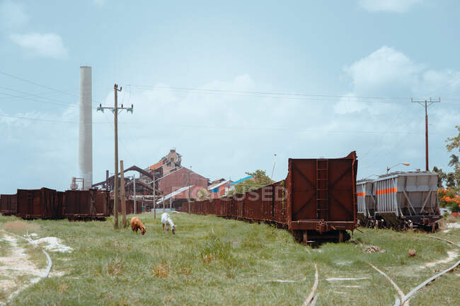 Trains on railways among green plants and grazing goats with blue sky on background in Cuba — Stock Photo