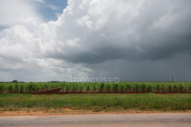Campo verde com plantas cultivadas perto de estrada de asfalto sob céu cinza nublado no campo de Cuba — Fotografia de Stock