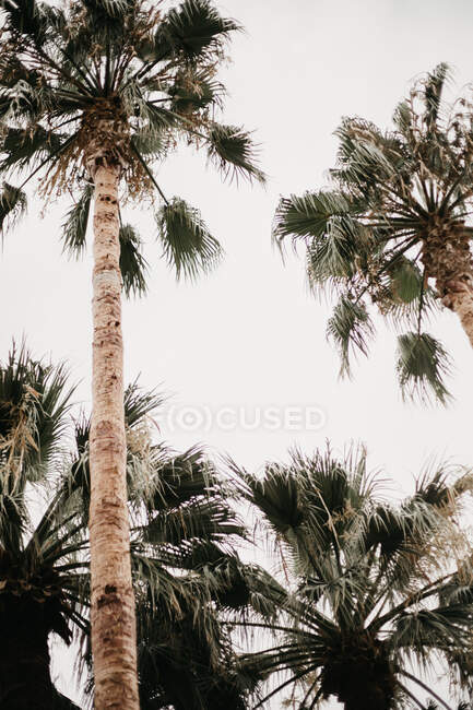 De abajo de las hojas verdes secas exóticas de las palmas con el cielo nublado gris sobre el fondo - foto de stock
