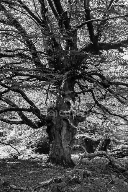 Paisagem de floresta outonal com árvore grande velha em floresta outonal — Fotografia de Stock